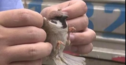 ��͢�f�������Ӳ���66ֻ��ȸ��� �@��10���²��r��ǈ��Ǹ